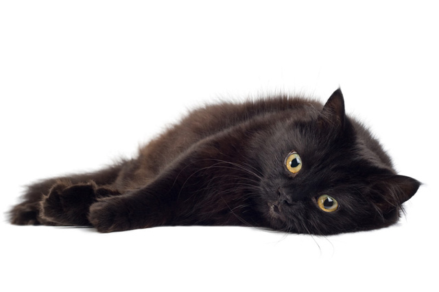 黒猫のルドルフはこんなイメージ