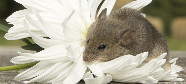 mouse with flower